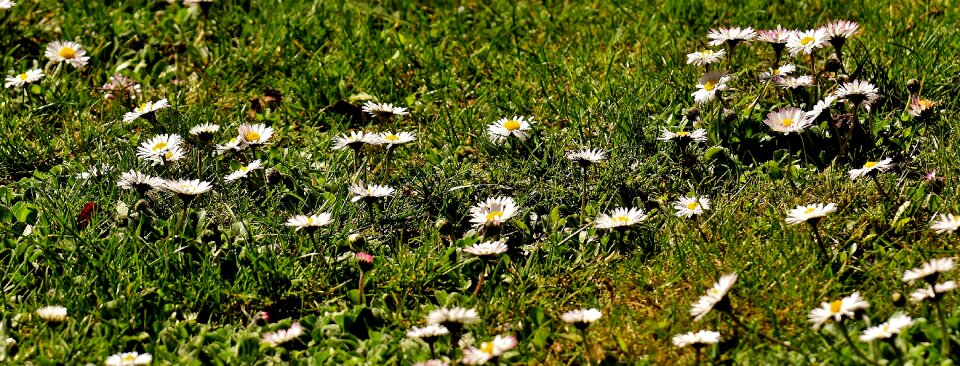 Flower meadow green flowers photo