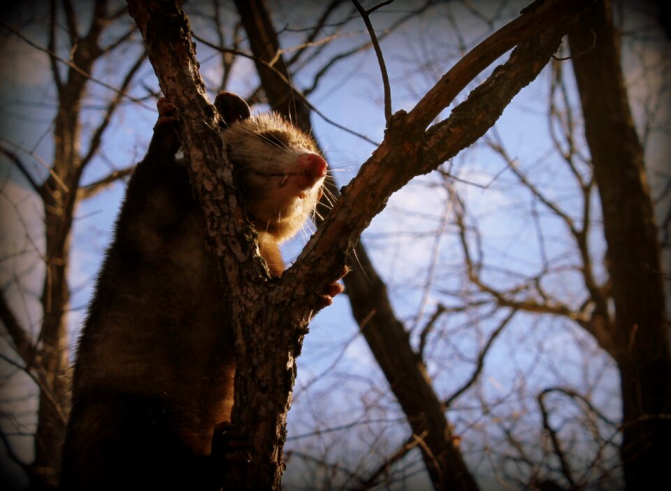 Nature wildlife cute