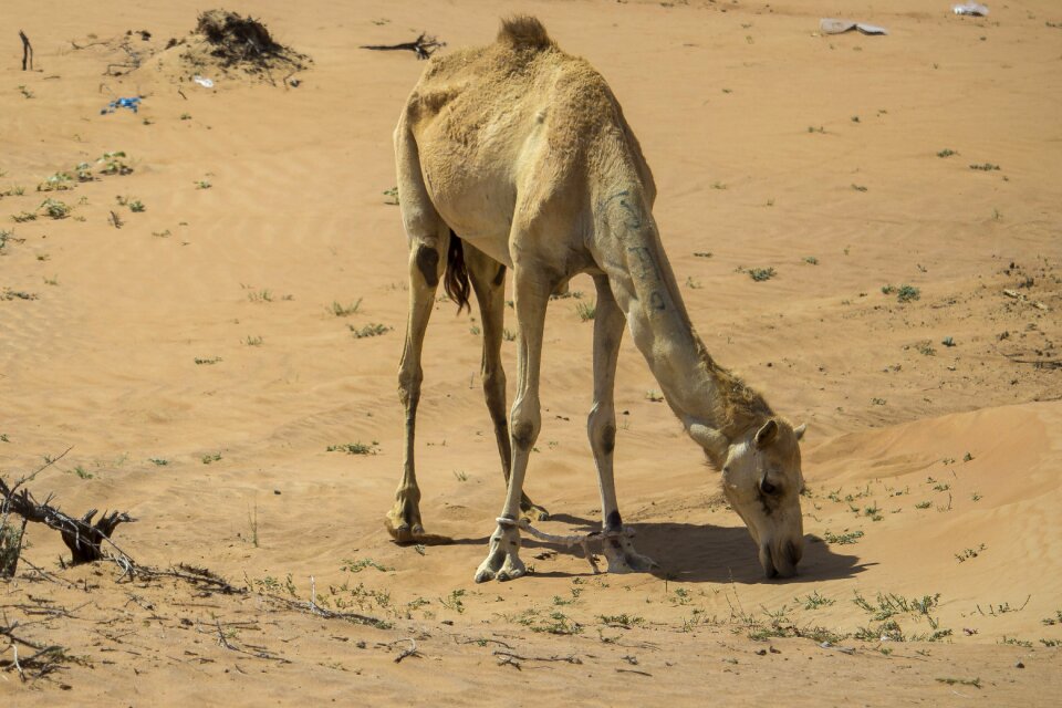 Deserts africa bedouin photo