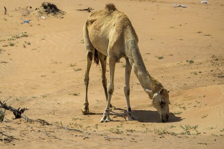 Deserts africa bedouin photo