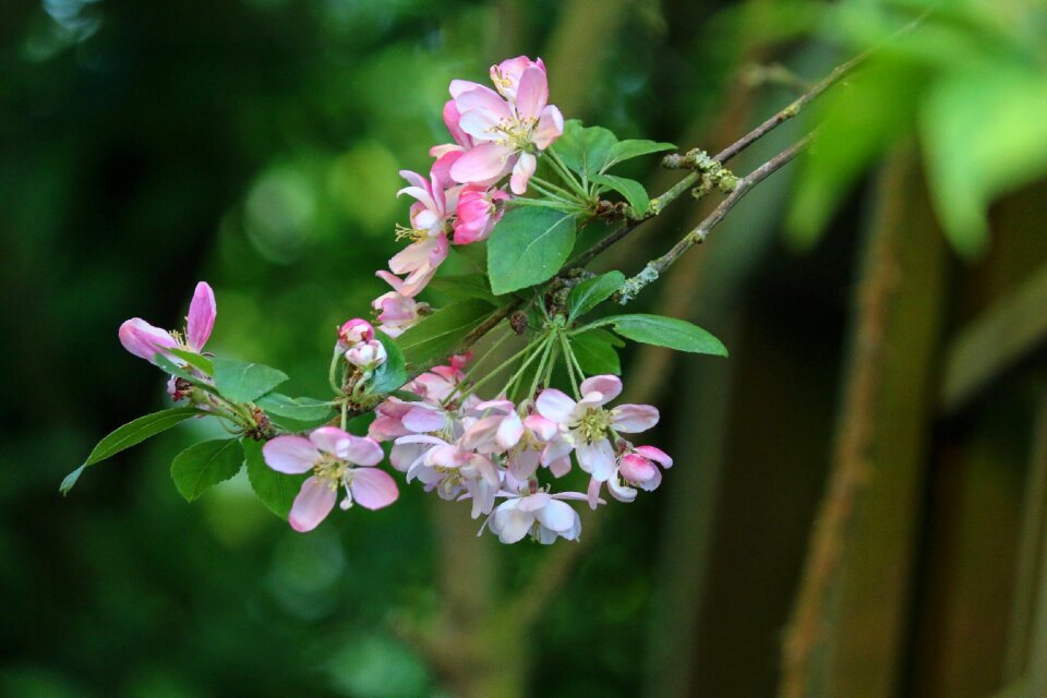 Garden pink nature