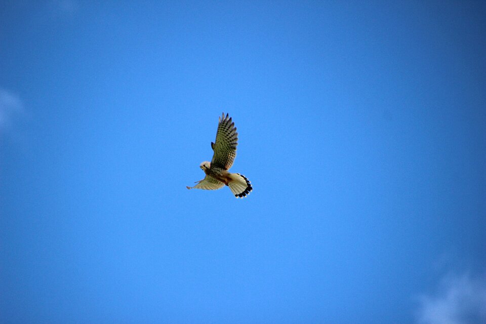 Bird of prey heaven nature