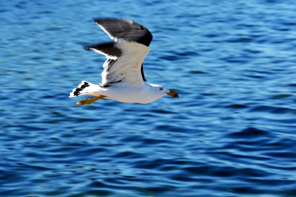 Gull bird