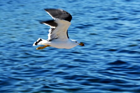 Gull bird photo