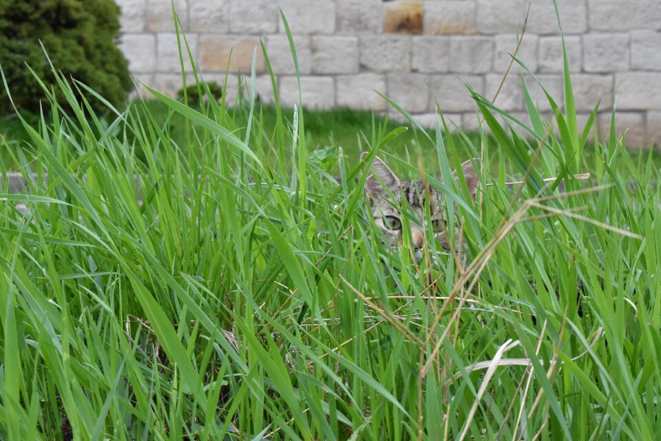 Cat domestic cat mieze