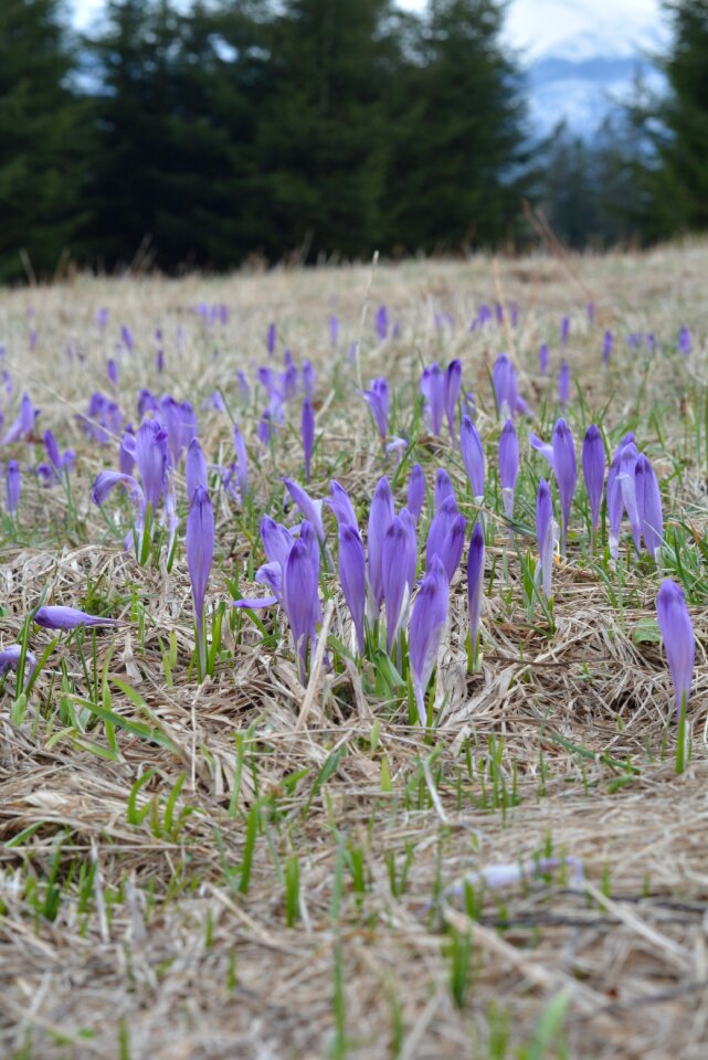 Mountains spring flowers