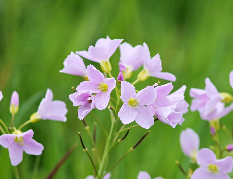 Pointed flower purple meadow photo