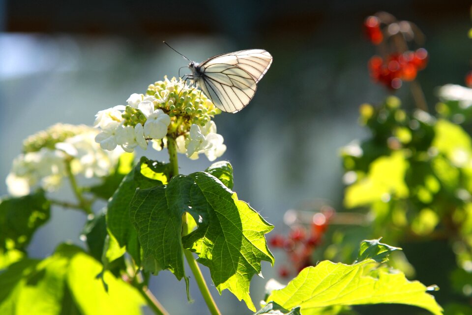 Butterfly viburnum summer