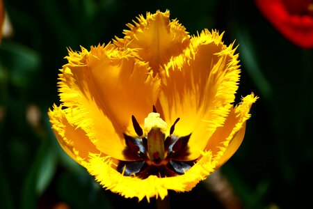 Tulips spring konya photo