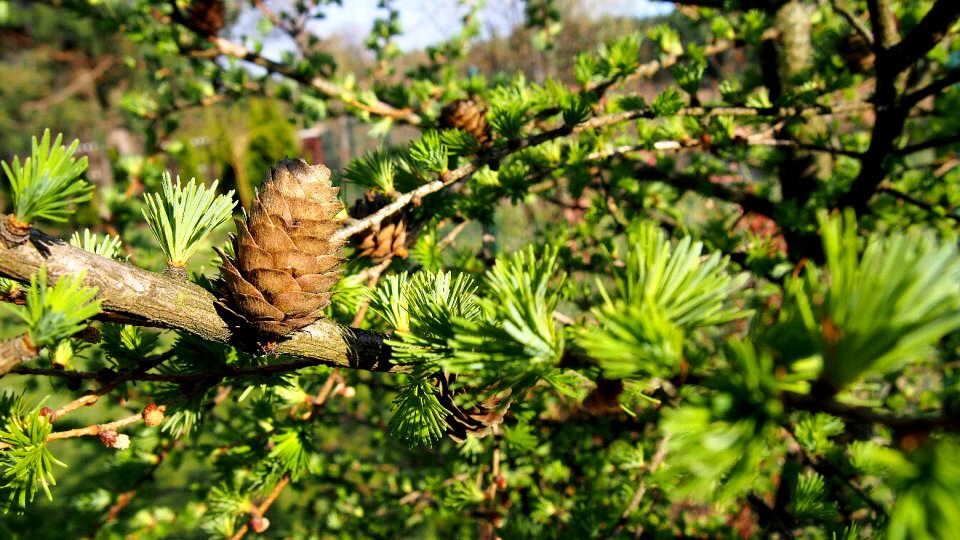 Tree sprig closeup