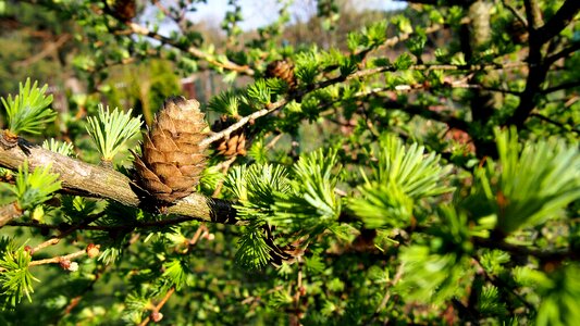 Tree sprig closeup photo