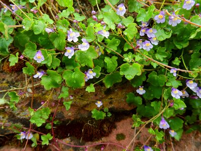 Blossom bloom wall flower