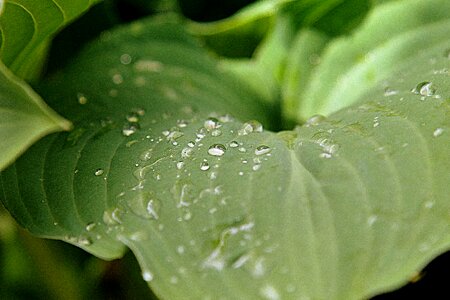 Green nature water