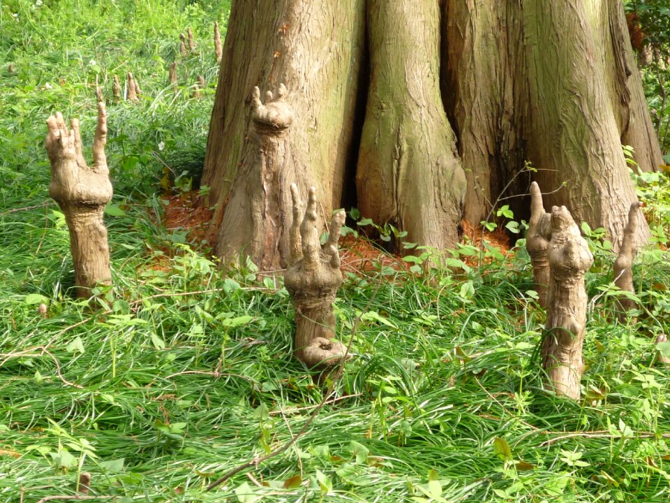Plant the shape of the hand creepy