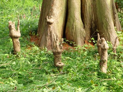 Plant the shape of the hand creepy