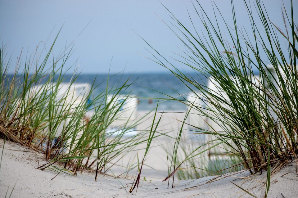 Dune grass grass sand photo