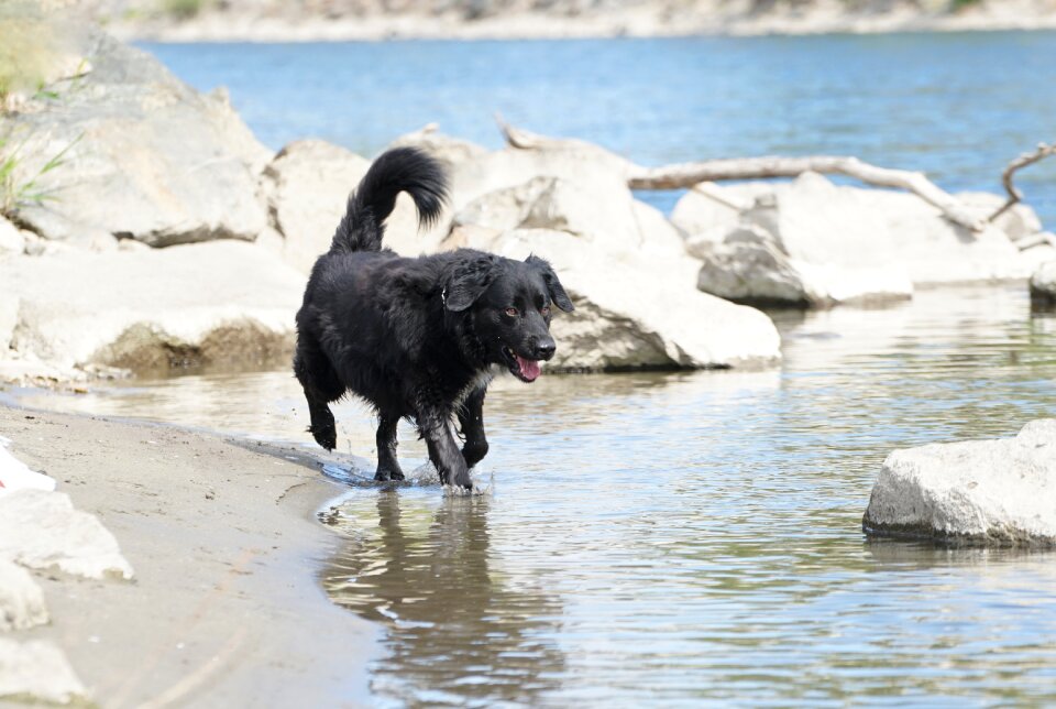 Dog plays pet photography fur