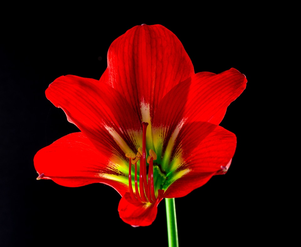 Bloom flower red