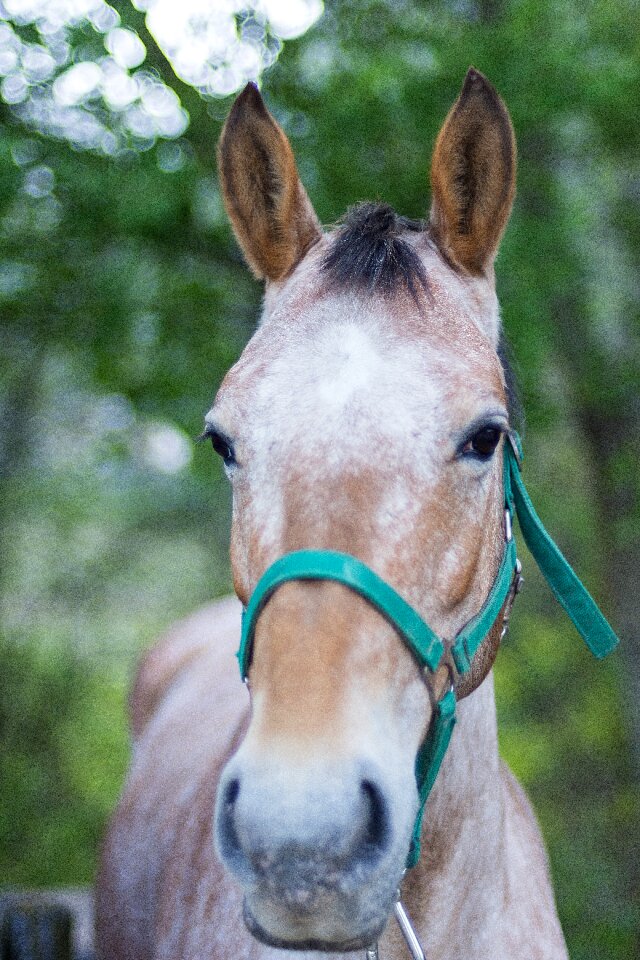 Spring animal racehorse