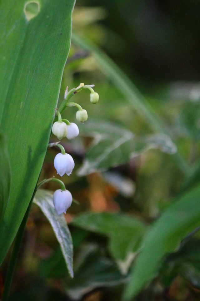 Spring 1 ° may lily of the valley
