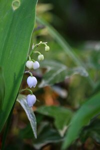 Spring 1 ° may lily of the valley