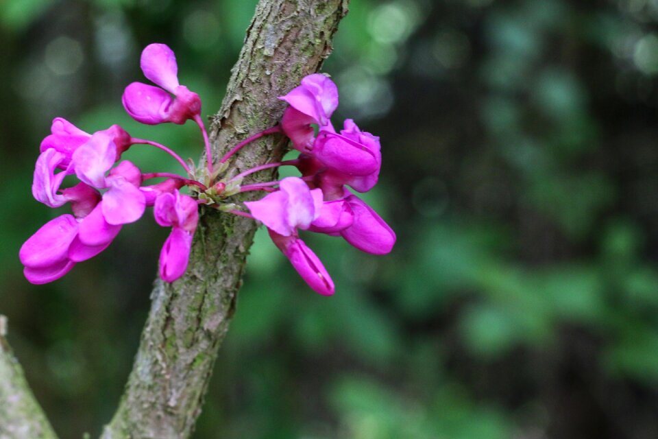 Pink flowers cercis siliquastrum spring