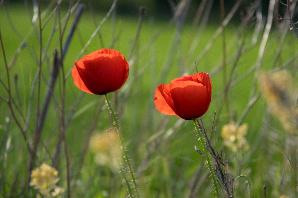 Poppy field spring