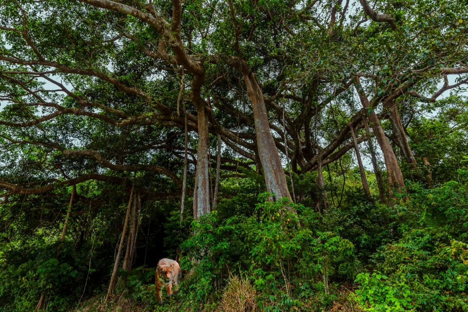Trees old trees big tree