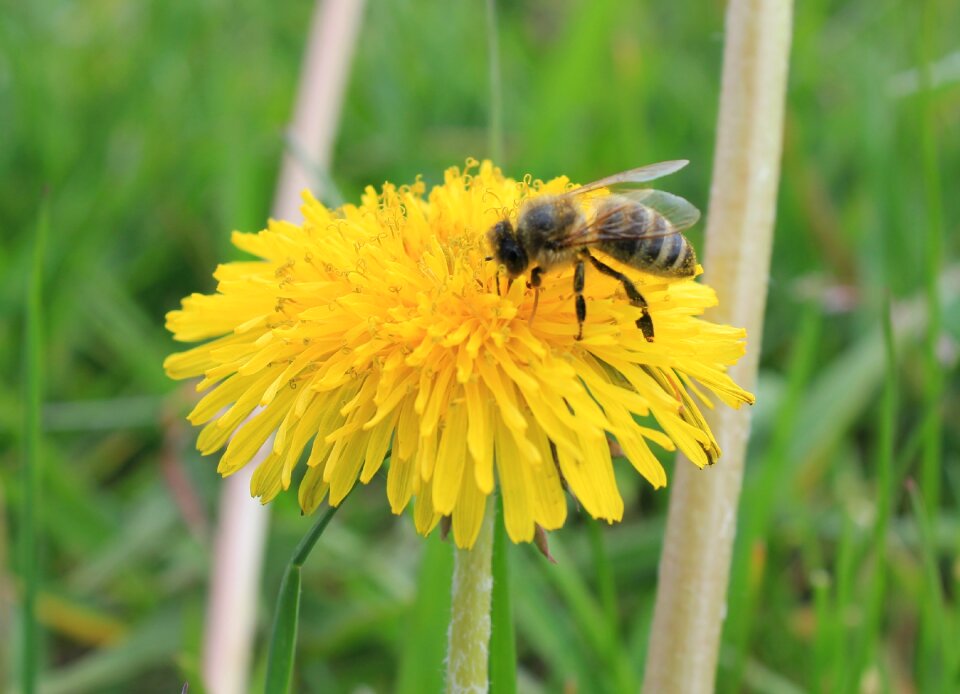 Dandelion nature insect