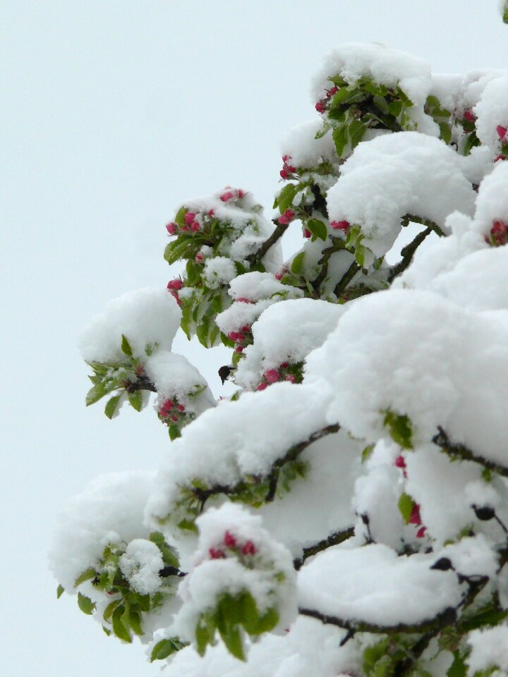 Tree flowers nature