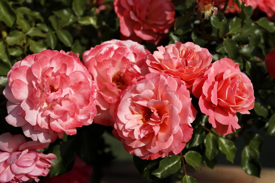 Fragrance colorful sunny