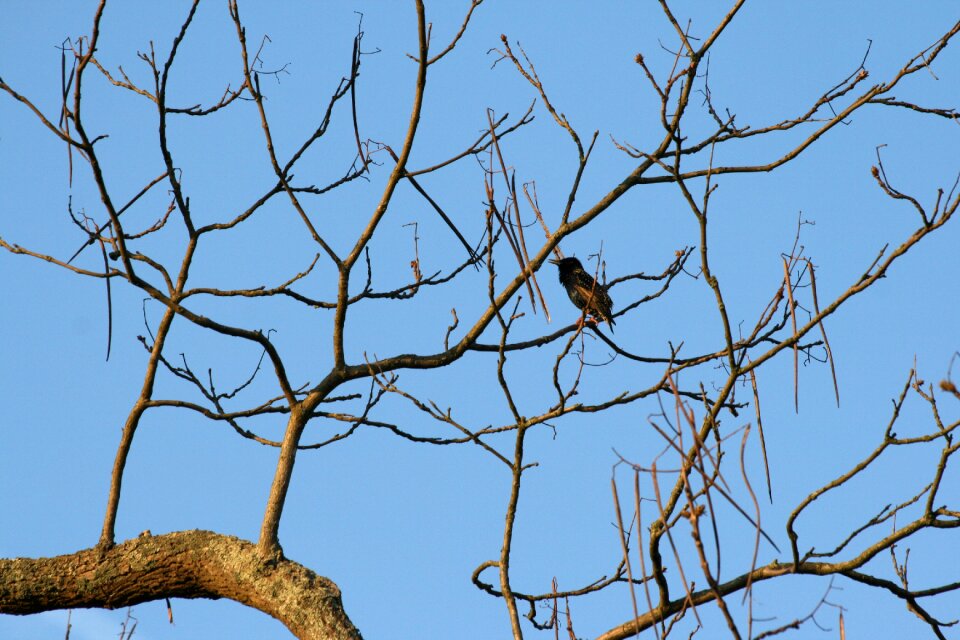 Blue air branches