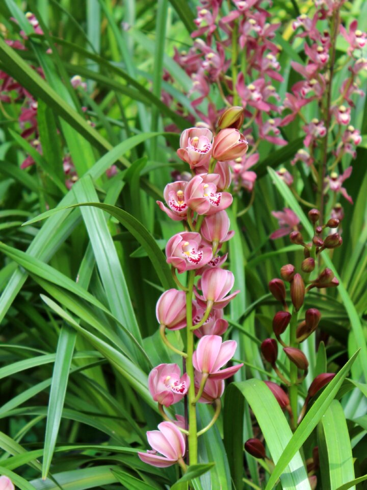 Orchid flower spring