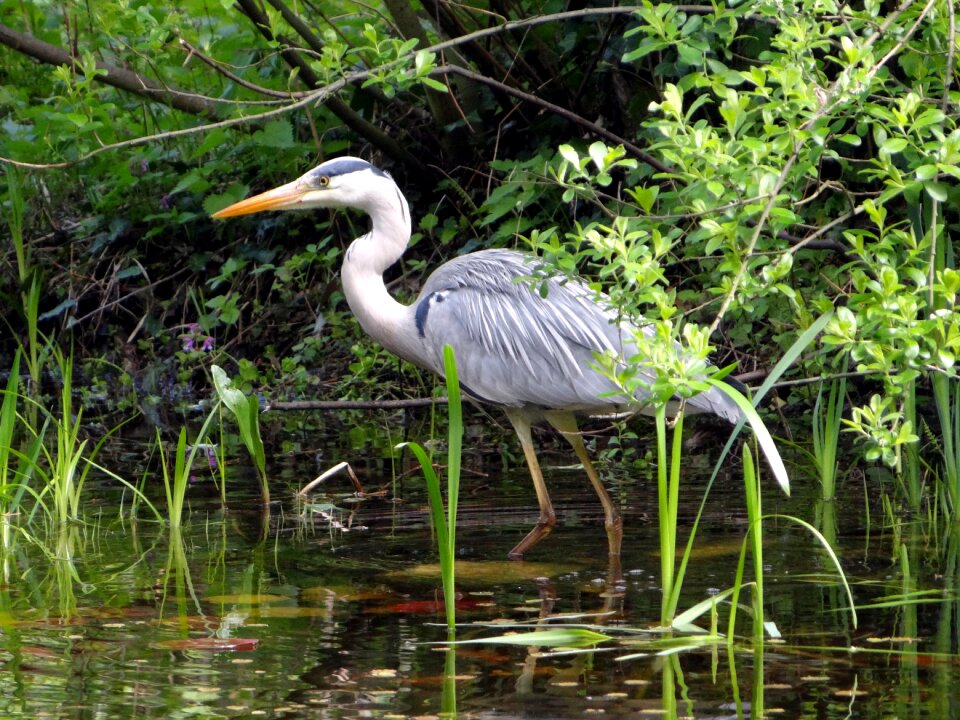 Bird nature animals