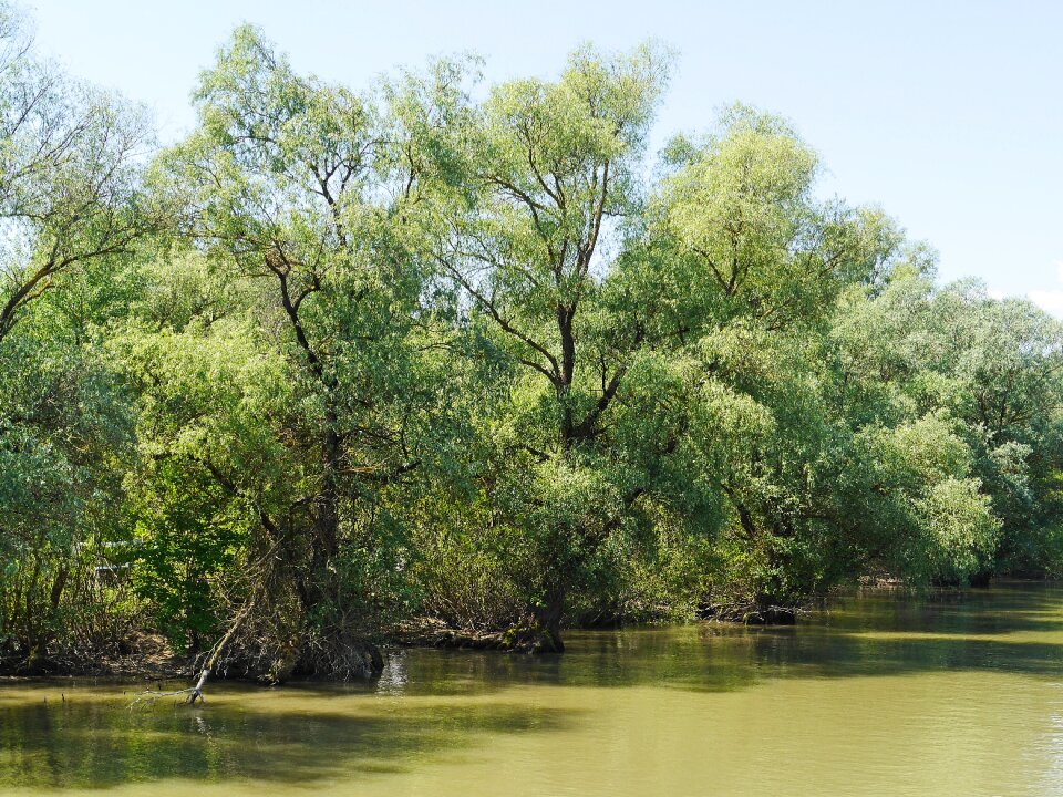 Wetlands flooded jungle