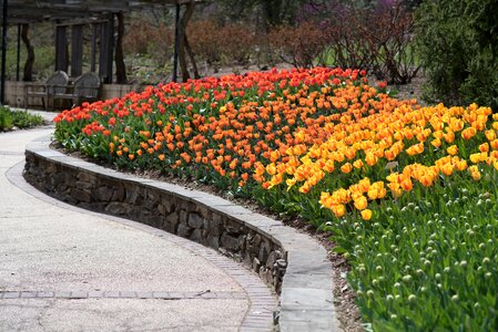 Flowers rainbow
