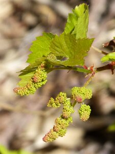 Spring bud vineyard