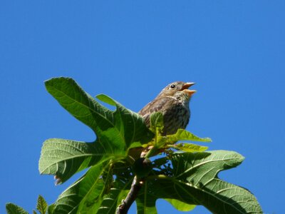 Linaria cannabina linnet passerell