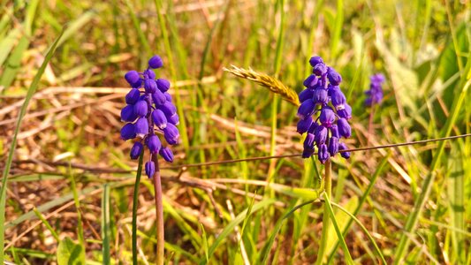 Blue grass green
