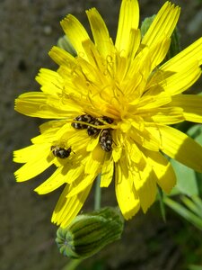 Dandelion beetles zig zag yellow flower photo