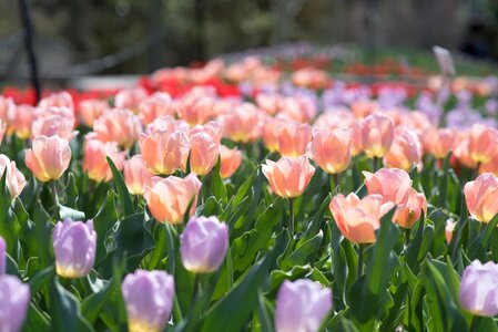 Sherwood gardens flowers photo