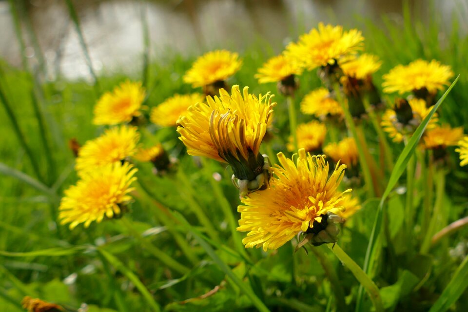 Common dandelion blossom bloom