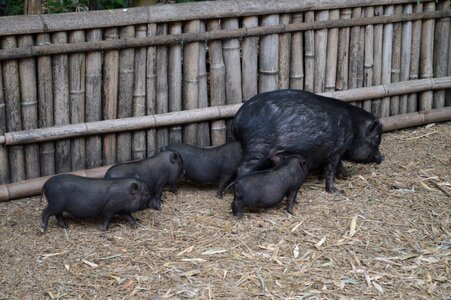 Pork animal sow photo
