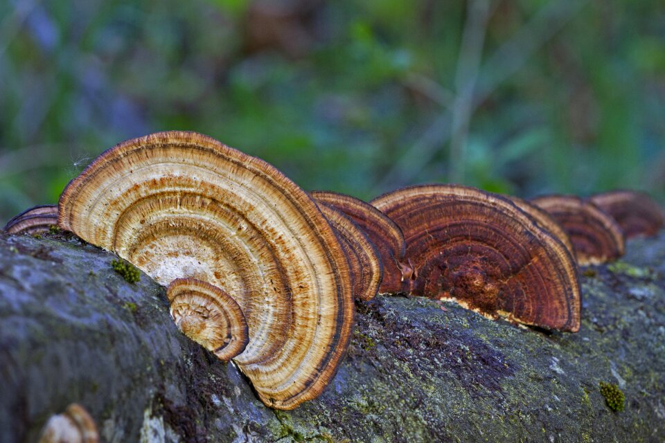 Mushroom tree fungi forest