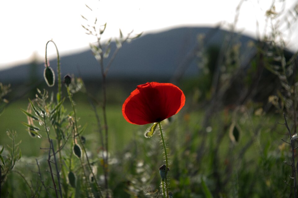Poppy field spring
