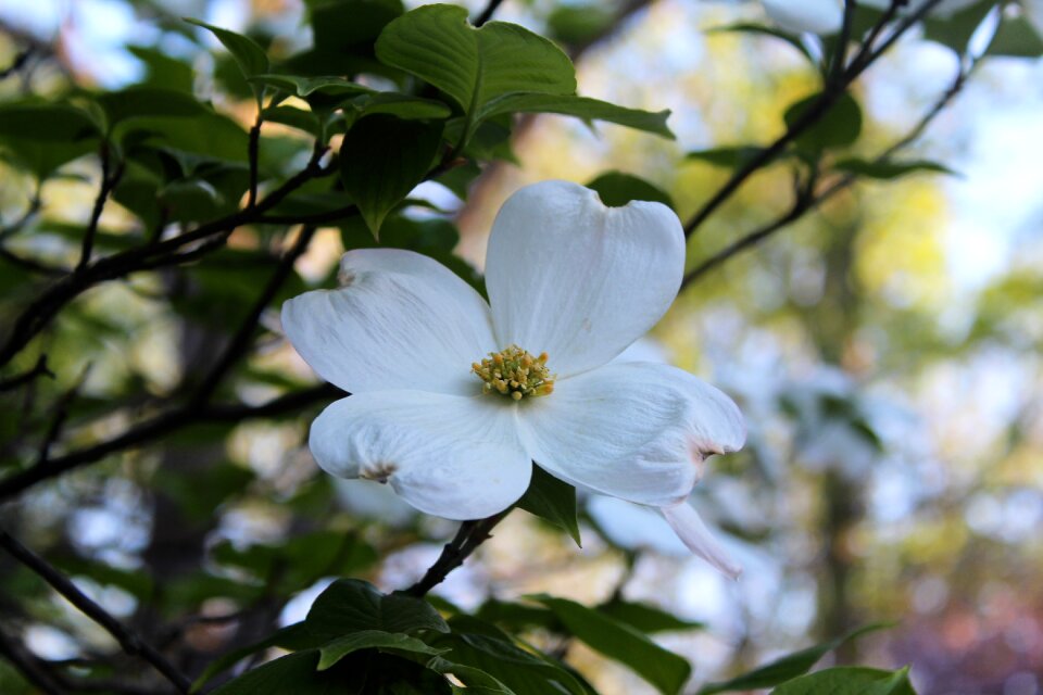 Flower season springtime