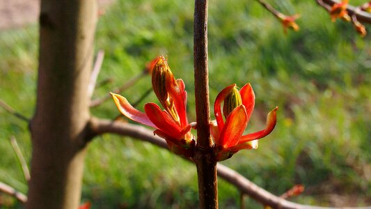Nature tree sprig