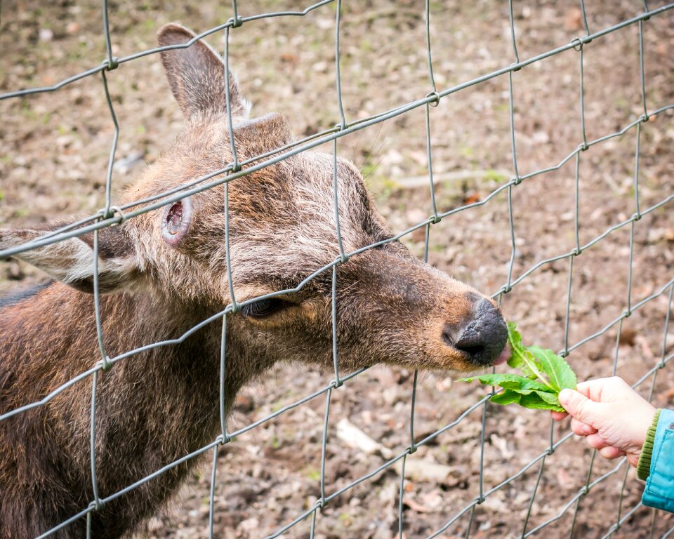 Wild zoo wildlife park