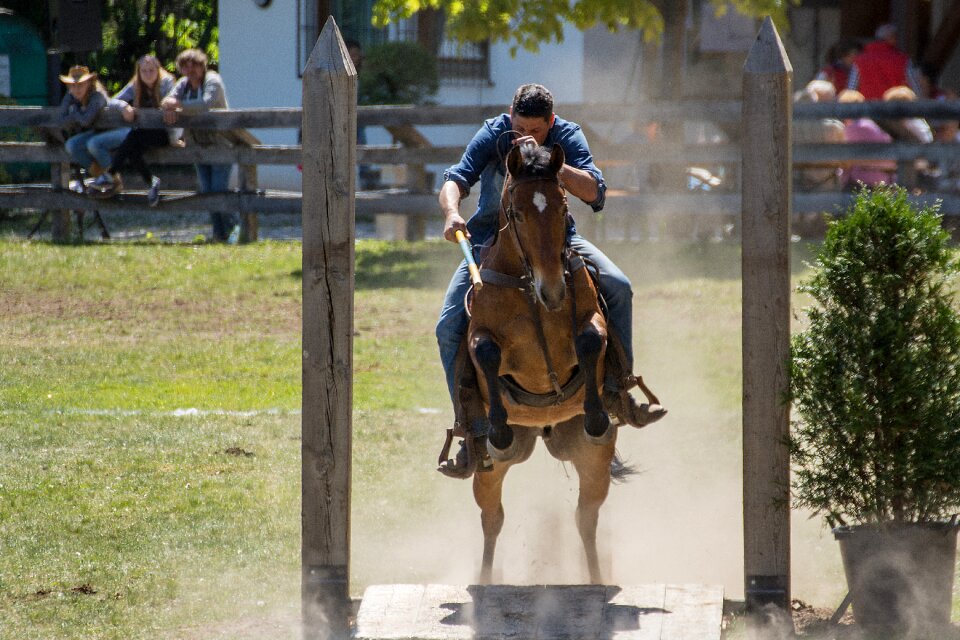 Spring animal racehorse