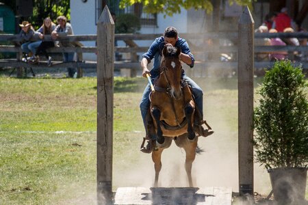 Spring animal racehorse